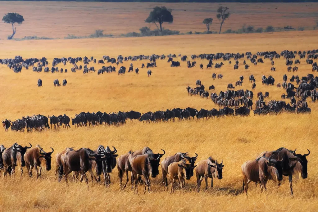 a-beautiful-tanzania-wildlife
