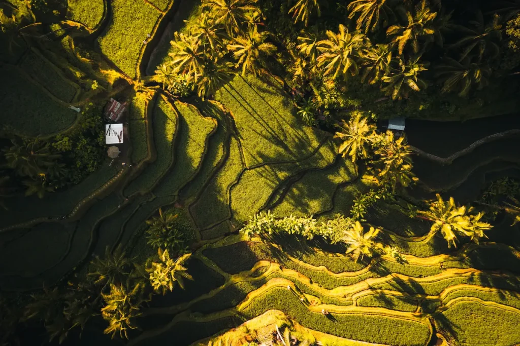 aerial-drone-view-of-tegallalang-rice-fields