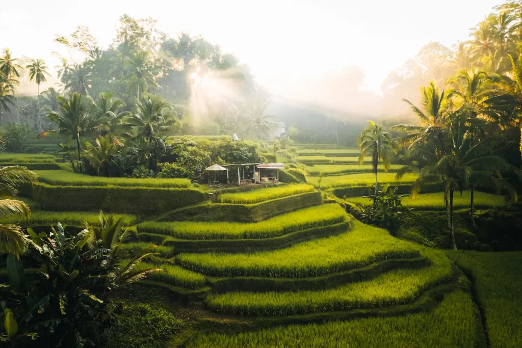 aerial-drone-view-of-tegallalang-rice-fields-terra