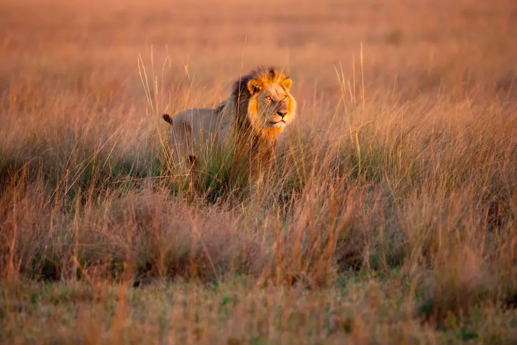 african-lion