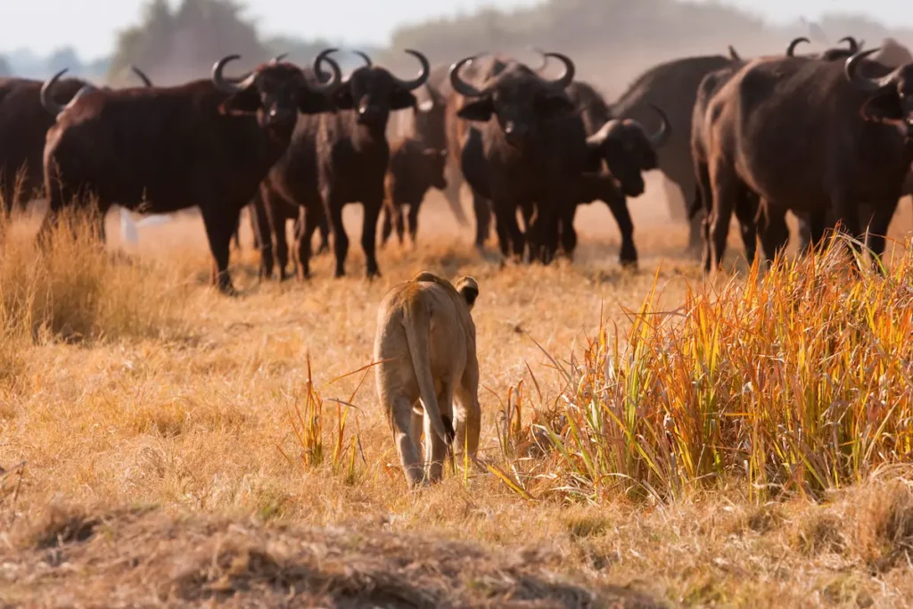 african-lion-and-buffalo