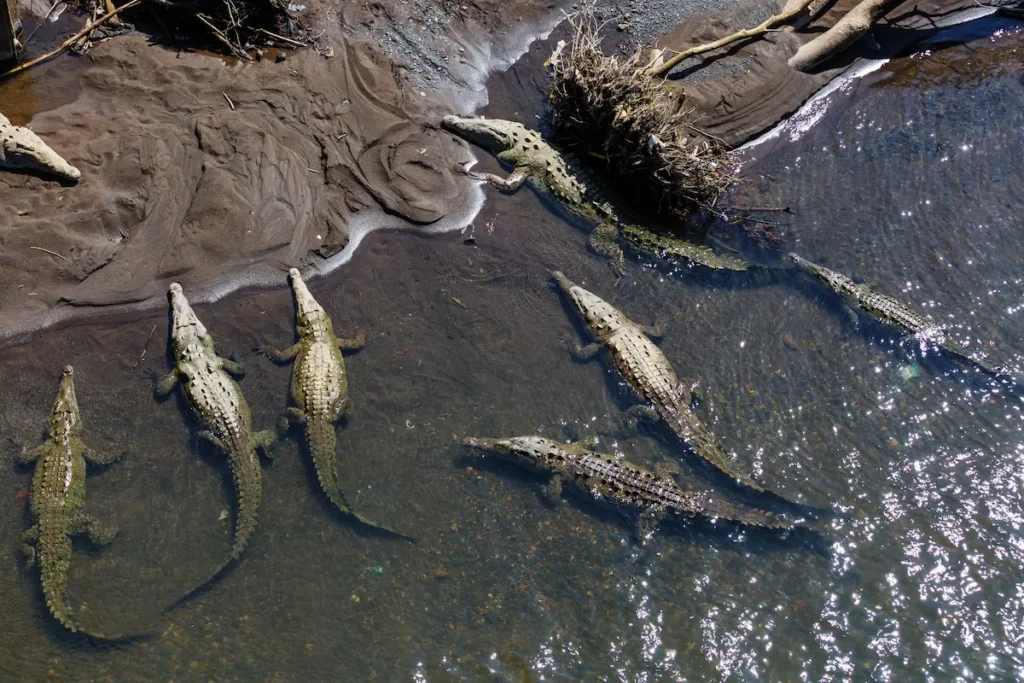 alligators-resting-near-riverbank