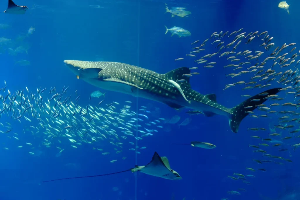 aquarium-tank
