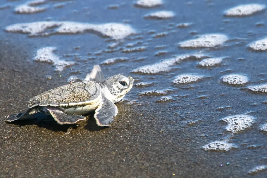 baby-sea-turtle-reaching-the-ocean