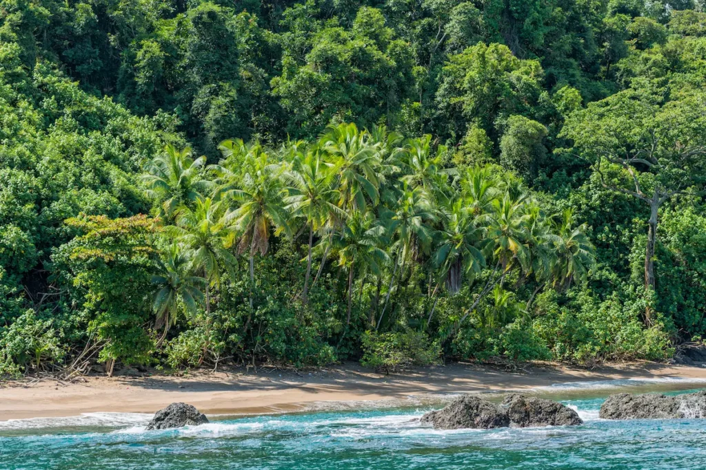 beach-with-several-bushes-growing