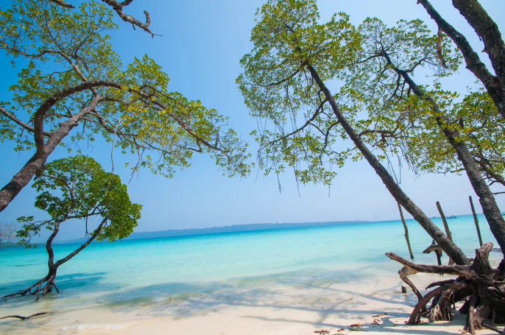 beautiful-tree-on-island-beach