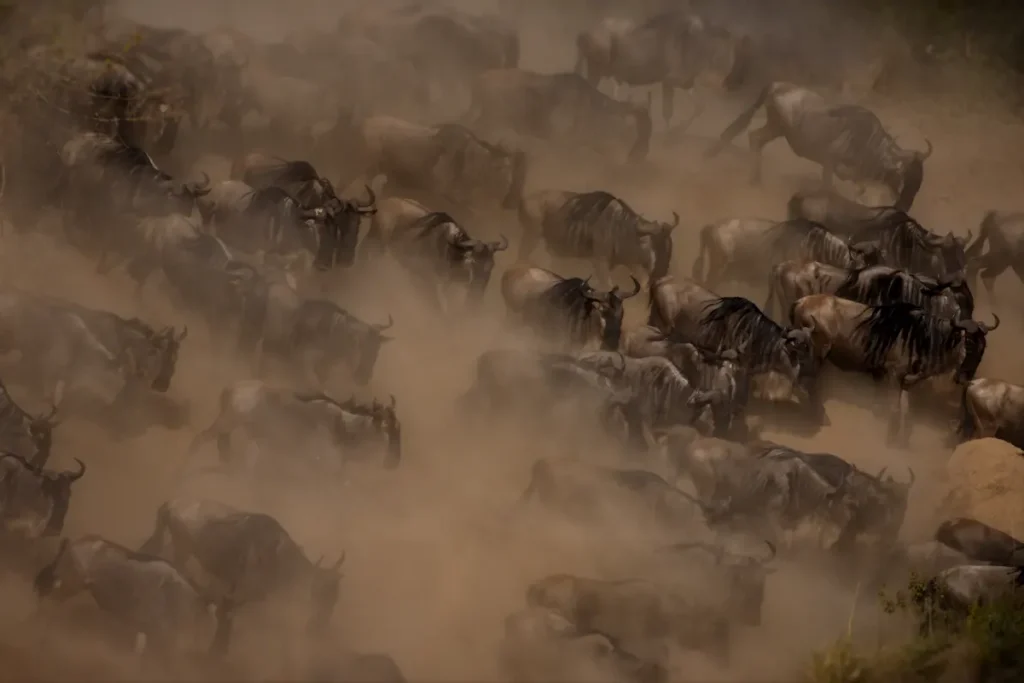 big-herd-of-wildebeest-in-masai-mara-national-park