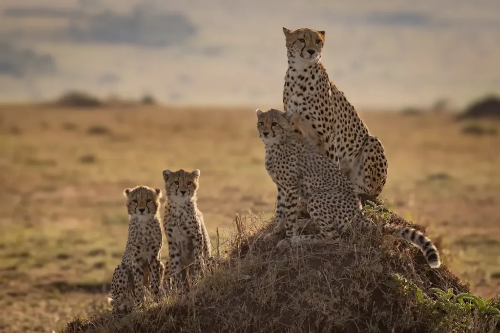 cheetah-family-posing-proudly-on-mound-in-africa