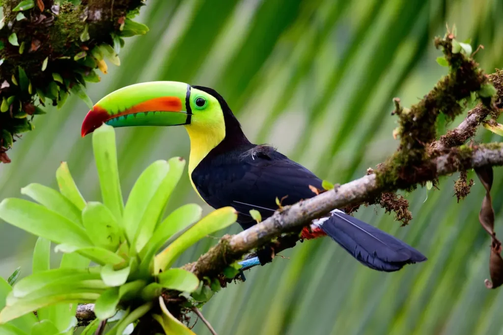 colorful-toucan