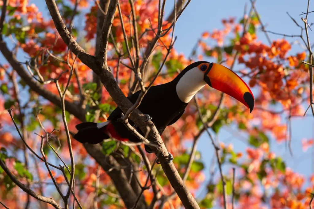 colorful-toucan-perched-on-branch