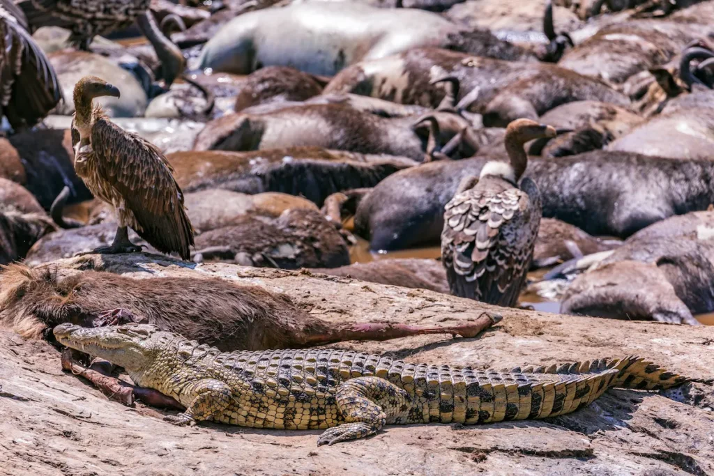 crocodile-and-vultures-scavenging-carcasses