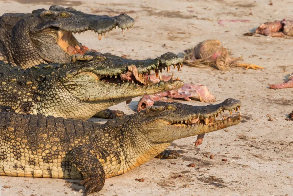 crocodiles-eating-in-natural-habitat