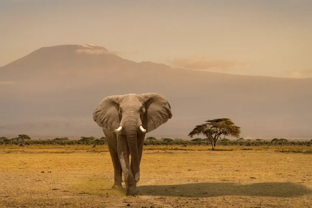 elephant-amboseli-national-park