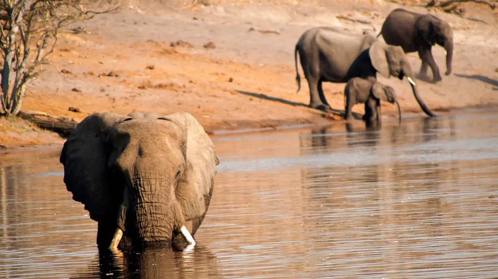 elephant-chobe-national-park