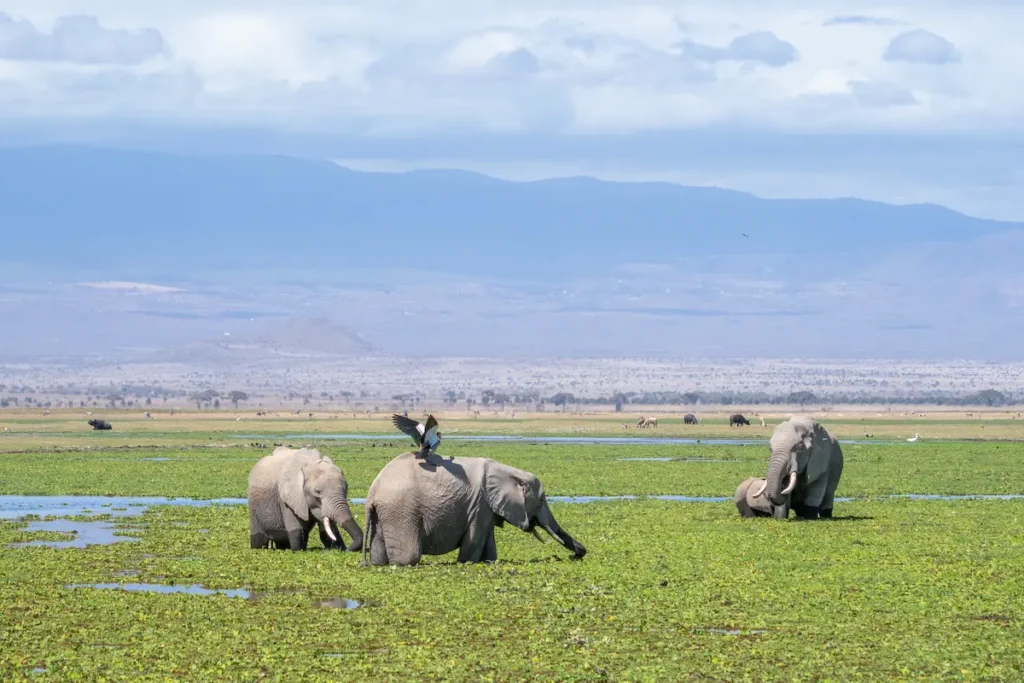 elephants