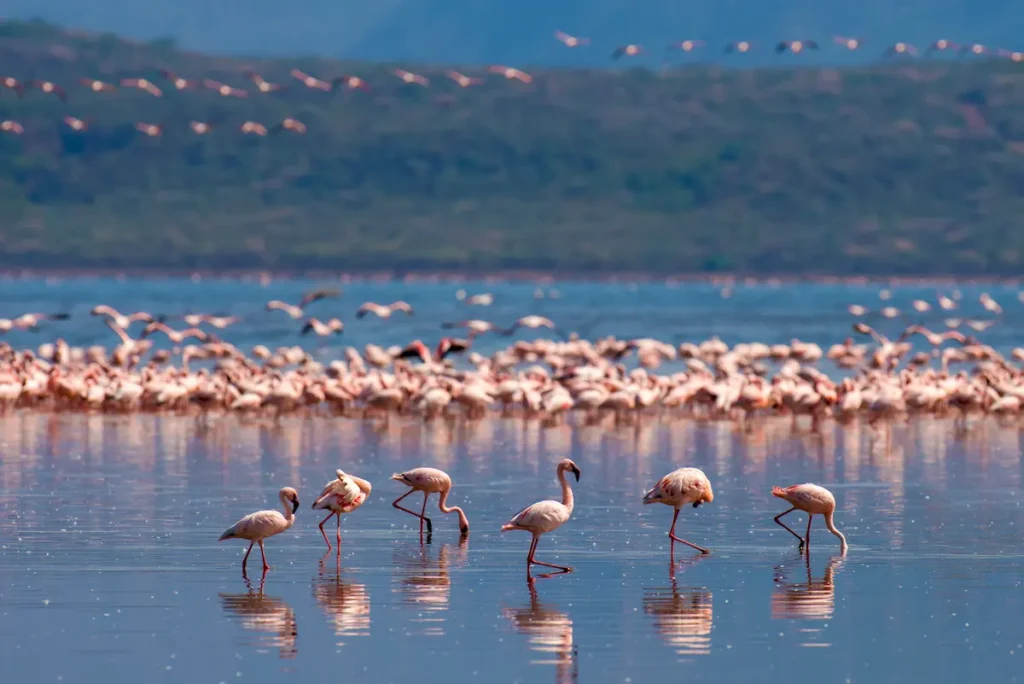 flamingos-wading-in-water