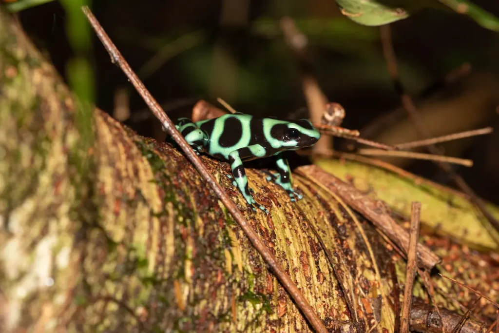green-and-black-poison-dart-frog