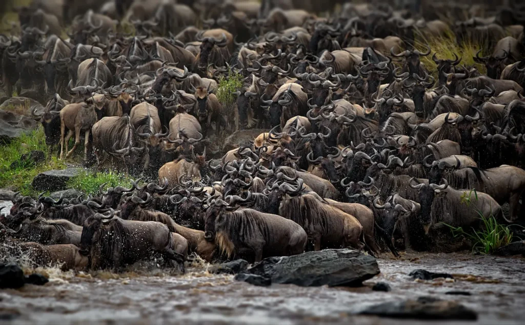 group-of-buffalos-in-masai-mara