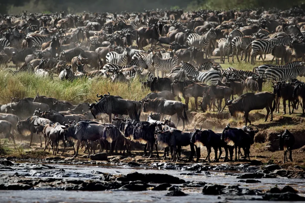 group-of-buffalos-in-masai-mara-kenya-2