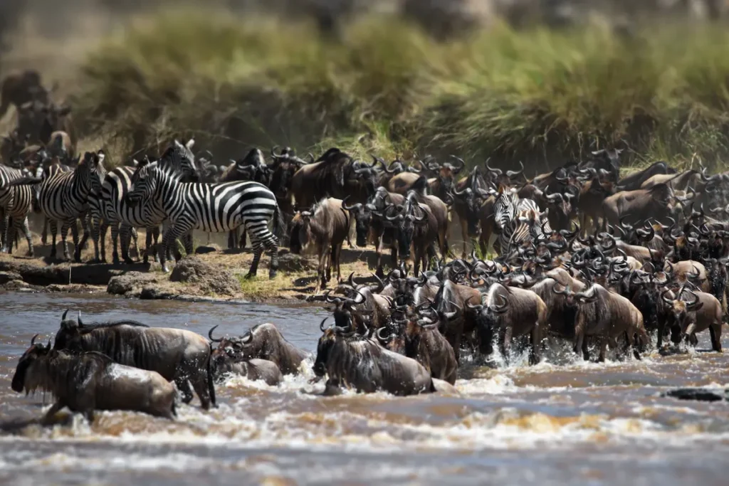 group-of-buffalos-in-masai-mara-kenya-3