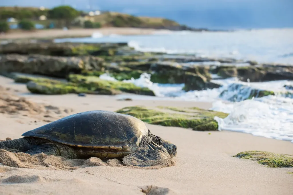 hawaiian-green-sea-turtle