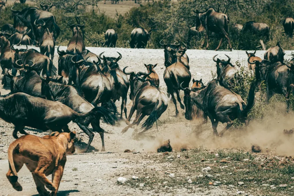 herd-of-wildebeests-running