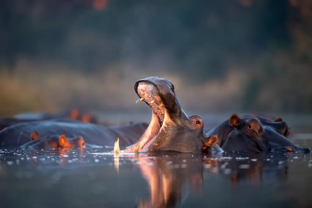 hippopotamus-with-open-mouth-in-water