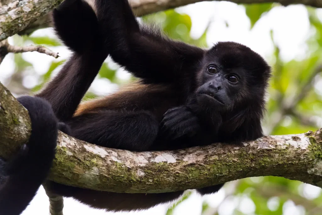 howler-monkey-on-a-tree-in-the-rainforest
