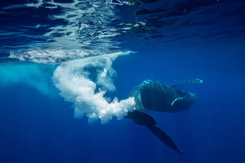 humpback-whale-in-hawaii
