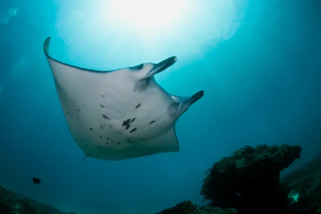 indonesia-bali-nusa-penida-reef-manta-ray
