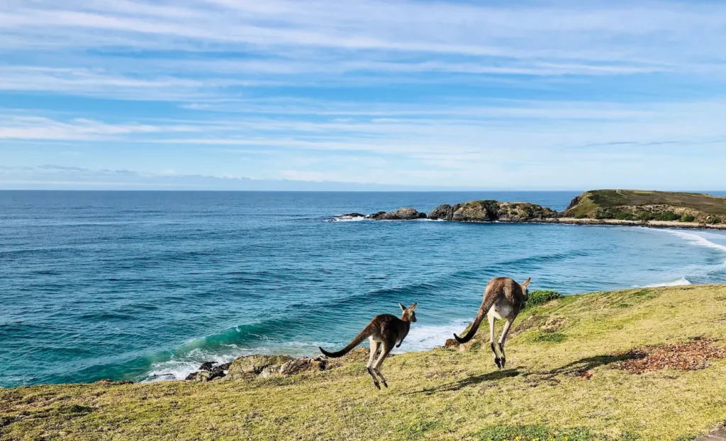 kangaroos-hopping-on-coastal-hilltop-in-australia