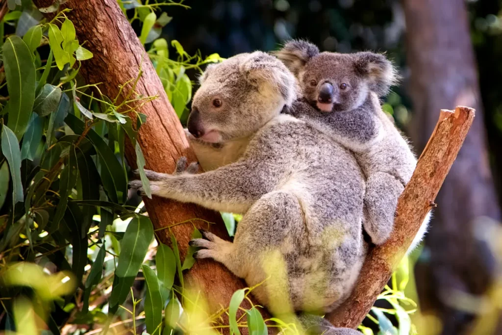 koalas-resting-on-a-branch-in-a-forest-2026-03-16-06-35-04-utc