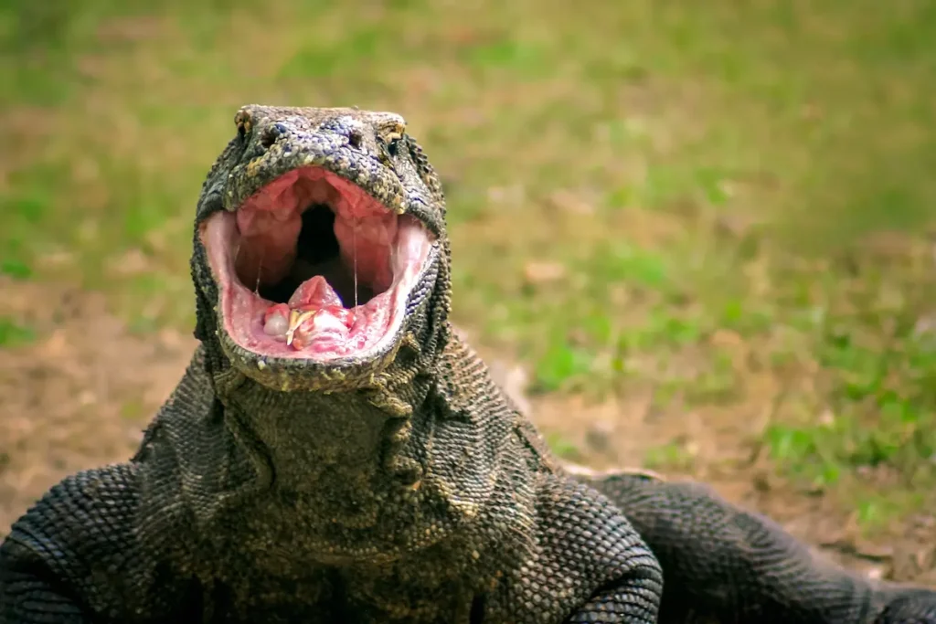 komodo-dragon