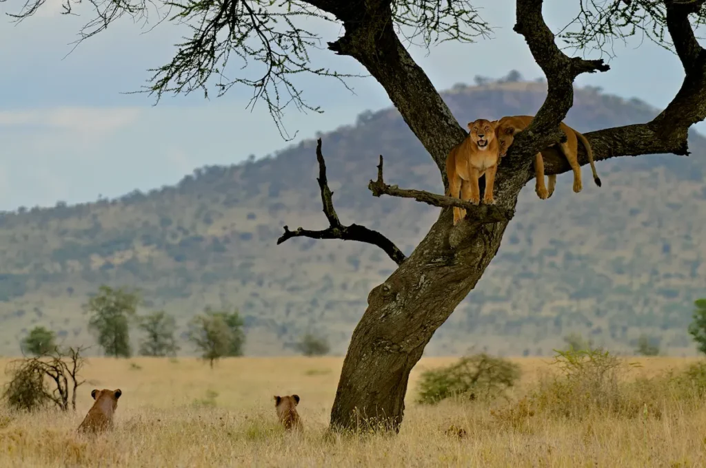 lions-resting-on-a-tree-in-the-savannah-serengeti