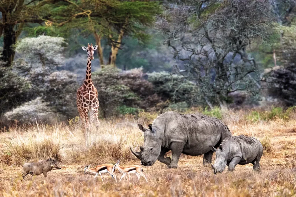 magical-lake-nakuru-kenya-jungle-animal-scene