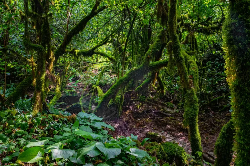 moss-growing-on-tree-branches