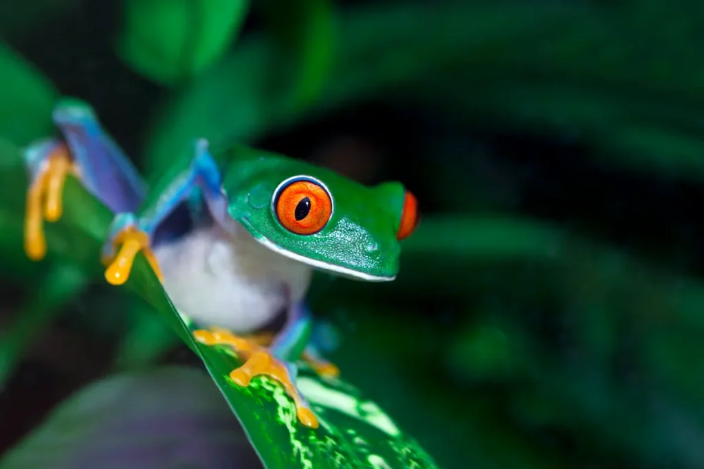 red-eyed-tree-frog-on-leaf-in-jungle