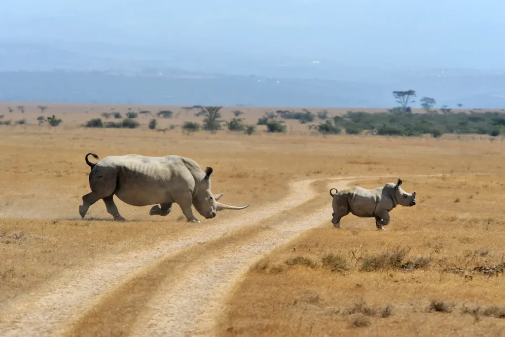 rhinos-running-on-a-dirt-road-in-africa