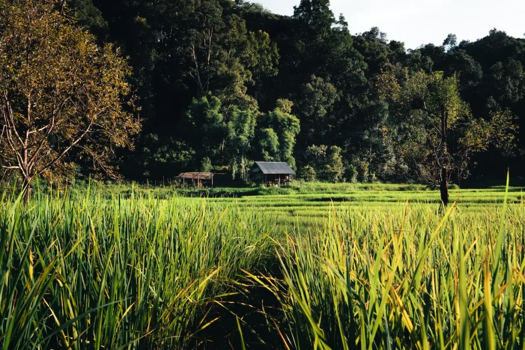 rice-field-aerial-view-of-rice-fields