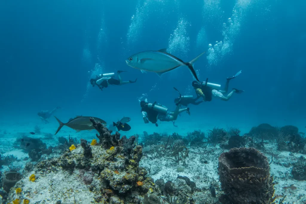 school-of-fish-with-divers