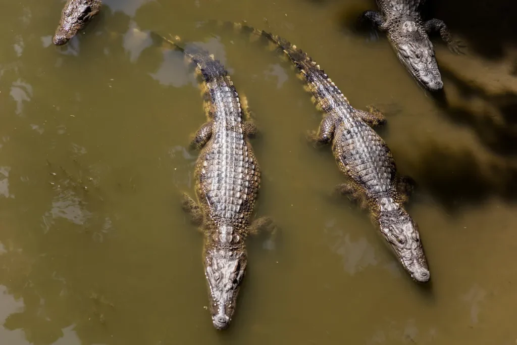 siamese-crocodiles-mekong-delta