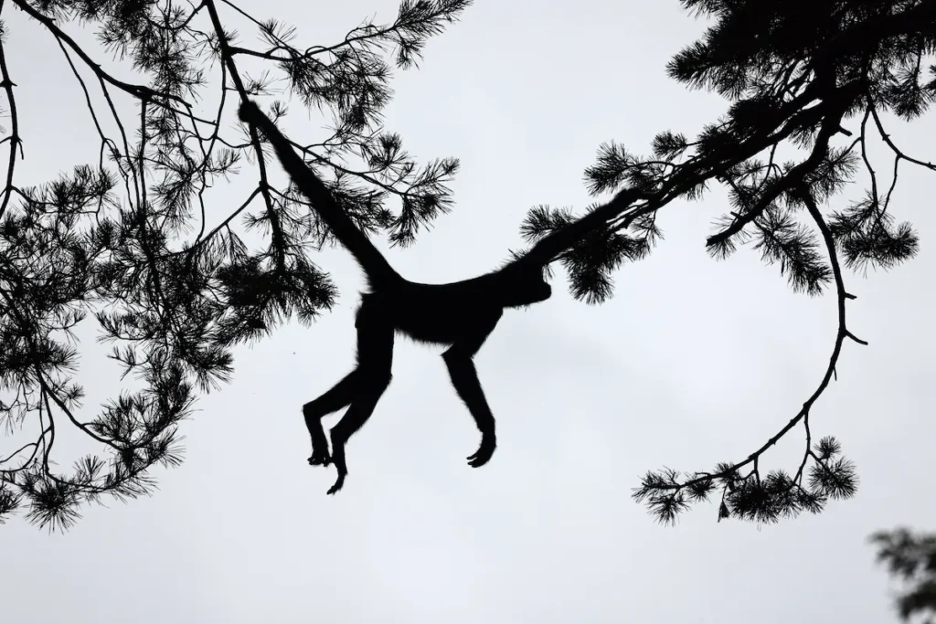 silhouette-of-a-spider-monkey-in-the-forest