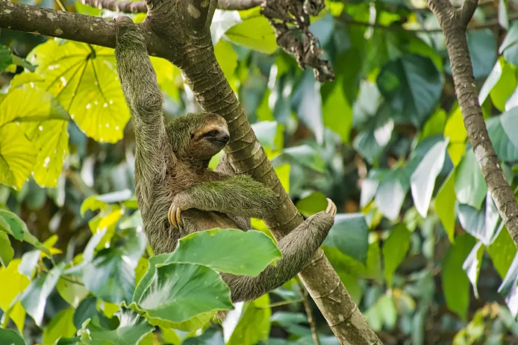 sloth-marino-ballena-national-park