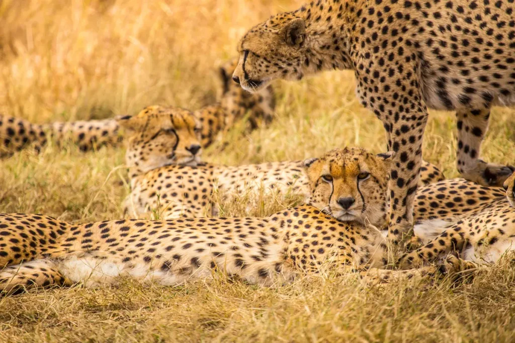 the-beautiful-family-of-cheetahs