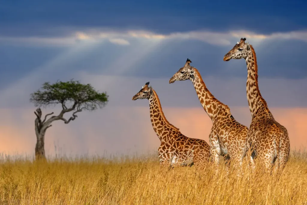 three-giraffe-in-national-park