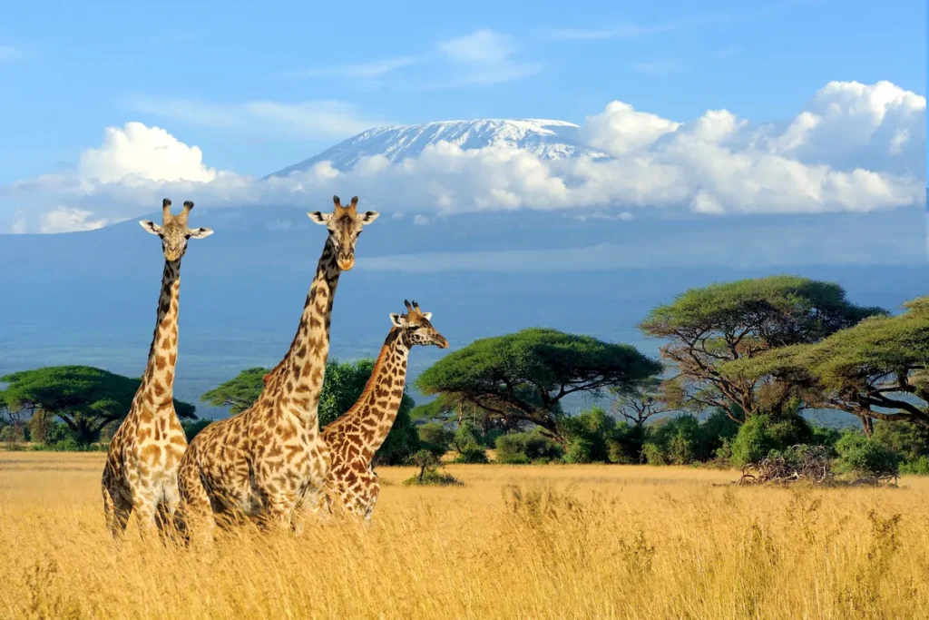 three-giraffe-on-kilimanjaro-mount-background