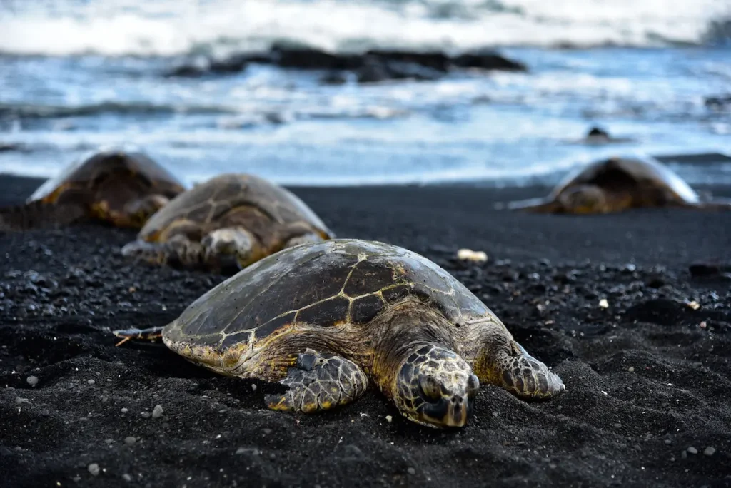 turtles-arriving-on-a-black-sand-beach