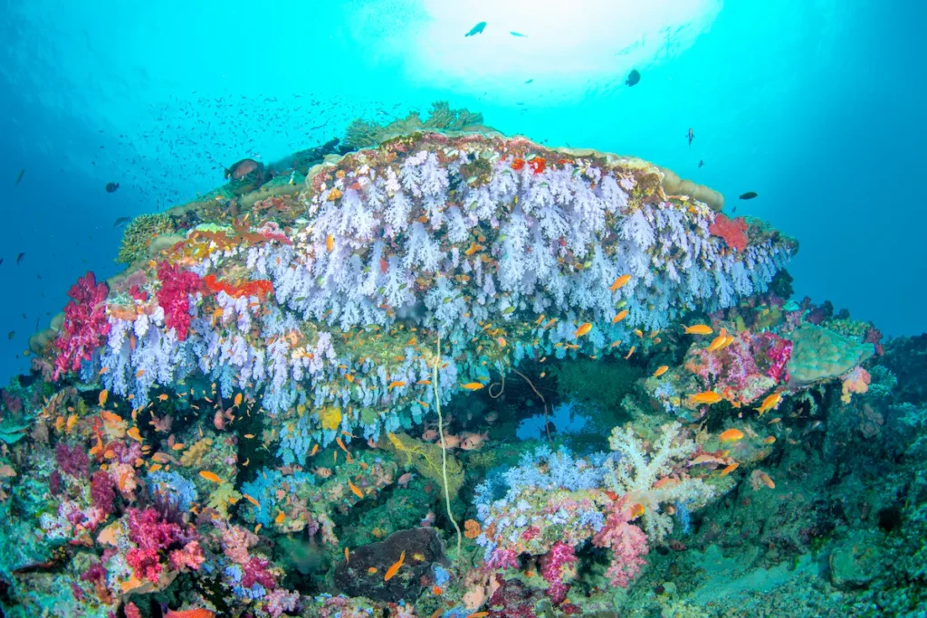 underwater-reef