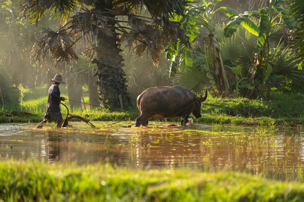 water-buffalo-and-farmer-working-a-rice-field