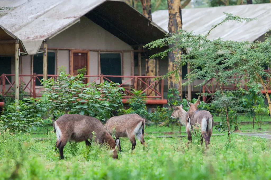 waterbucks-in-a-safari-camp-at-lake-naivasha-kenya